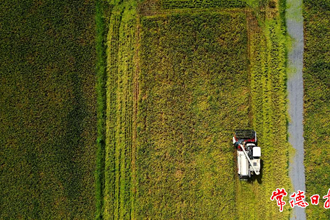 【桃源縣】桃源楓樹萬畝早稻喜開鐮 顆粒歸倉好“豐”景