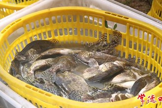 【安鄉(xiāng)縣】安鄉(xiāng)“洞庭青鱖”迎豐收