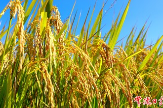 【鼎城區(qū)】港中坪的晚稻高產(chǎn)豐收了！