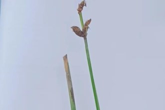 【生態(tài)】西洞庭湖保護區(qū)新添7種植物新記錄物種