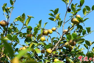 【經(jīng)濟】金秋十月油茶香