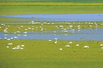 【組圖】蹲守濕地14載 與鳥為伴 漢壽退休干部拍出國寶級攝影作品——《鳥的天堂》驚艷出版 國家圖書館收藏
