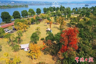 【組圖】露營賞秋好愜意