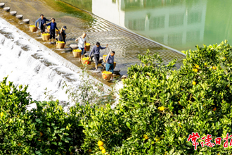 【組圖】最是橙黃橘綠時(shí)——常德市老攝影家協(xié)會(huì)鏡頭里的橘鄉(xiāng)秋色