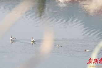 【生態(tài)】奔赴冬日之約 10只中華秋沙鴨相約石門過冬