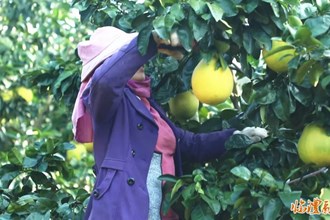 【經(jīng)濟(jì)】臨澧香水柚搶“鮮”上市