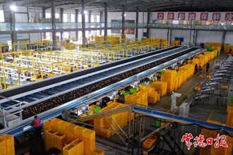 【經(jīng)濟(jì)】湘佳橘友柑橘優(yōu)選線生產(chǎn)忙