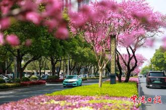 【組圖】常德：柳葉大道“十里桃花長廊”驚艷綻放