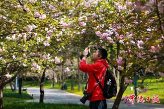 【組圖】常德：春日“櫻”你而美