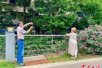 【組圖】市城區(qū)屈原公園薔薇正艷 市民打卡忙