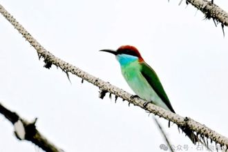 【組圖】“最美小鳥”再次現(xiàn)身石門