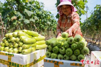 【經(jīng)濟(jì)】小滿至 農(nóng)事忙