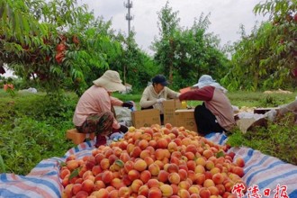 【經(jīng)濟(jì)】楠木村的桃子熟了