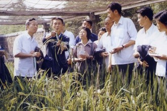 市級：三系雜交水稻育種及園中繁殖技術(shù)工藝