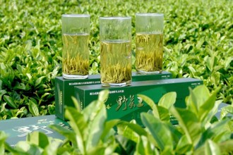 市級(jí)：桃源野茶王