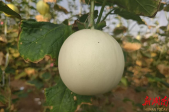 【經濟】安鄉(xiāng)種植甜瓜“雪球”入選“最受歡迎甜瓜品種”