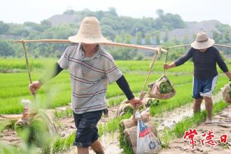 【攝影報道】芒種時節(jié)好“豐”光