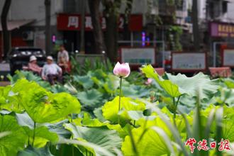 【攝影報道】濱湖人防公園荷花盛開引市民爭相打卡?