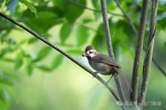 【組圖】萌翻啦！石門壺瓶山鳥兒“干飯”大賞→