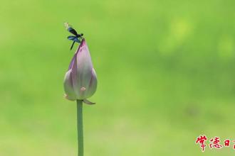【組圖】常德夏日賞荷正當時