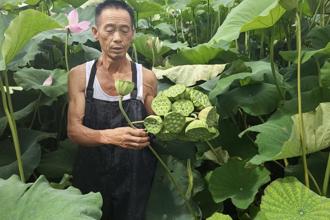 【攝影報道】家門口的湘蓮熟了