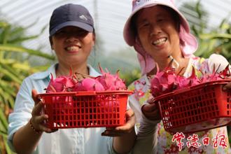 【經(jīng)濟】丹洲水果采摘熱