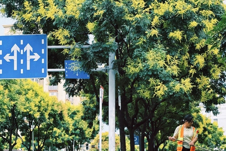 【組圖】青年路的欒樹，把秋天寫成流動的詩