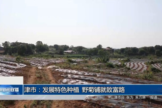 津市：發(fā)展特色種植 野菊鋪就致富路