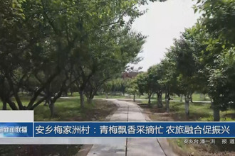 安鄉(xiāng)梅家洲村：青梅飄香采摘忙 農旅融合促振興