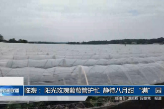 臨澧：陽光玫瑰葡萄管護忙 靜待八月甜“滿”園