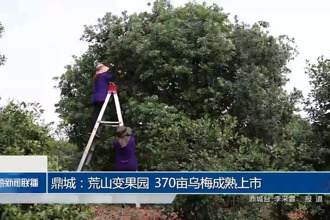 鼎城：荒山變果園 370畝烏梅成熟上市