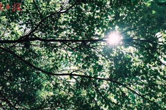 常德夏日 林蔭道寫滿溫柔詩行