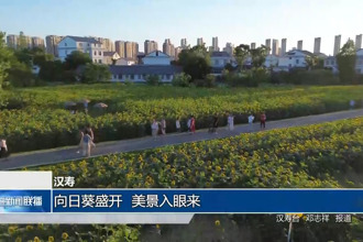 漢壽：向日葵盛開 美景入眼來