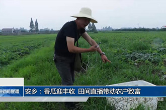 安鄉(xiāng)：香瓜迎豐收 田間直播帶動農(nóng)戶致富