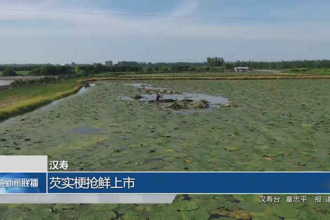 漢壽：芡實梗搶鮮上市