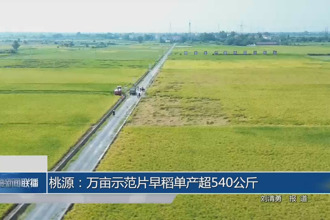 桃源：萬畝示范片早稻單產(chǎn)超540公斤