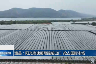 澧縣：陽光玫瑰葡萄提前出口 搶占國際市場