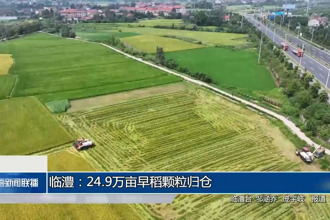 臨澧：24.9萬(wàn)畝早稻歸倉(cāng) 晚稻新綠滿田疇