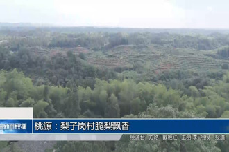 桃源：梨子崗村脆梨飄香
