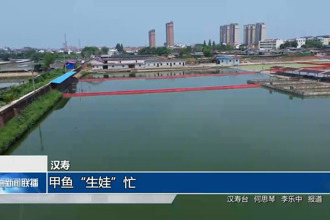 漢壽：甲魚“生娃”忙