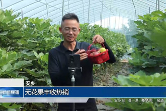 安鄉(xiāng)：無花果豐收熱銷