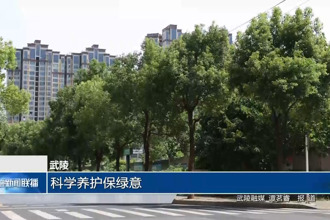 武陵：科學(xué)養(yǎng)護(hù)保綠意