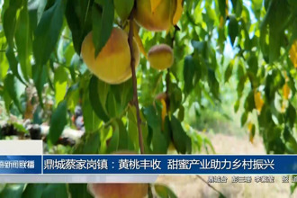 鼎城蔡家崗鎮(zhèn)：黃桃豐收 甜蜜產(chǎn)業(yè)助力鄉(xiāng)村振興