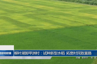 柳葉湖卸甲洲村：試種新型水稻 拓寬村民致富路