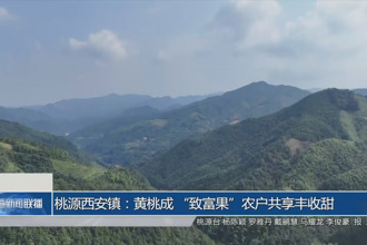 桃源西安鎮(zhèn)：黃桃成 “致富果”農(nóng)戶共享豐收甜