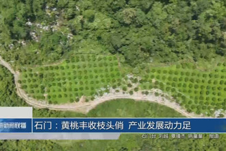 石門：黃桃豐收枝頭俏 產(chǎn)業(yè)發(fā)展動力足