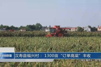 漢壽福興村： 1300畝“訂單高粱”豐收