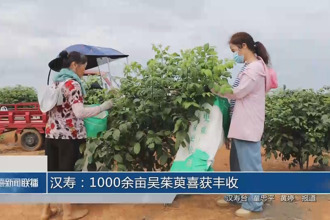 漢壽：1000余畝吳茱萸喜獲豐收