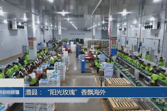 澧縣：“陽光玫瑰”香飄海外