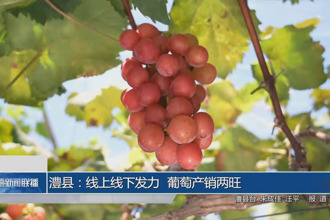 澧縣：線上線下同發(fā)力 葡萄產(chǎn)銷兩旺